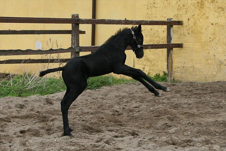 Dansk Varmblod Sir Connor (Bønne) - 1 uge gammel. billede 9
