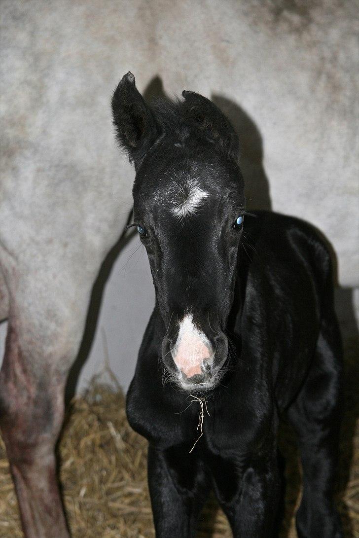 Dansk Varmblod Sir Connor (Bønne) - Bønnes første dag. billede 4