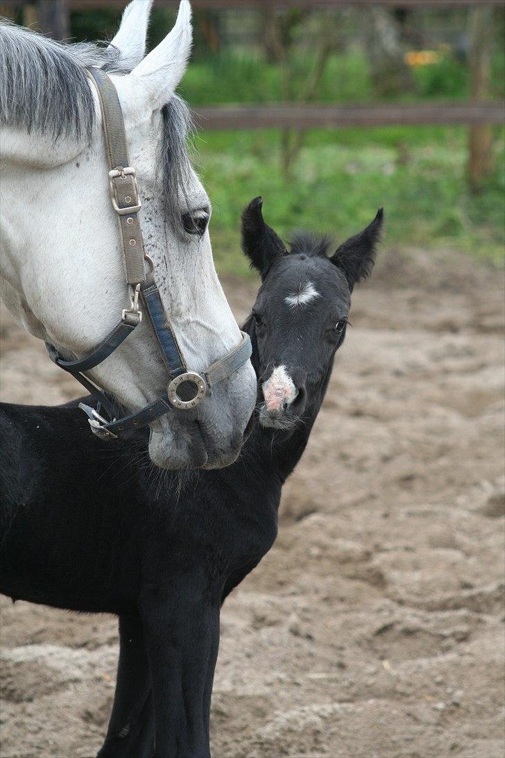 Dansk Varmblod Sir Connor (Bønne) - Mor skal da lige have et kys... billede 7