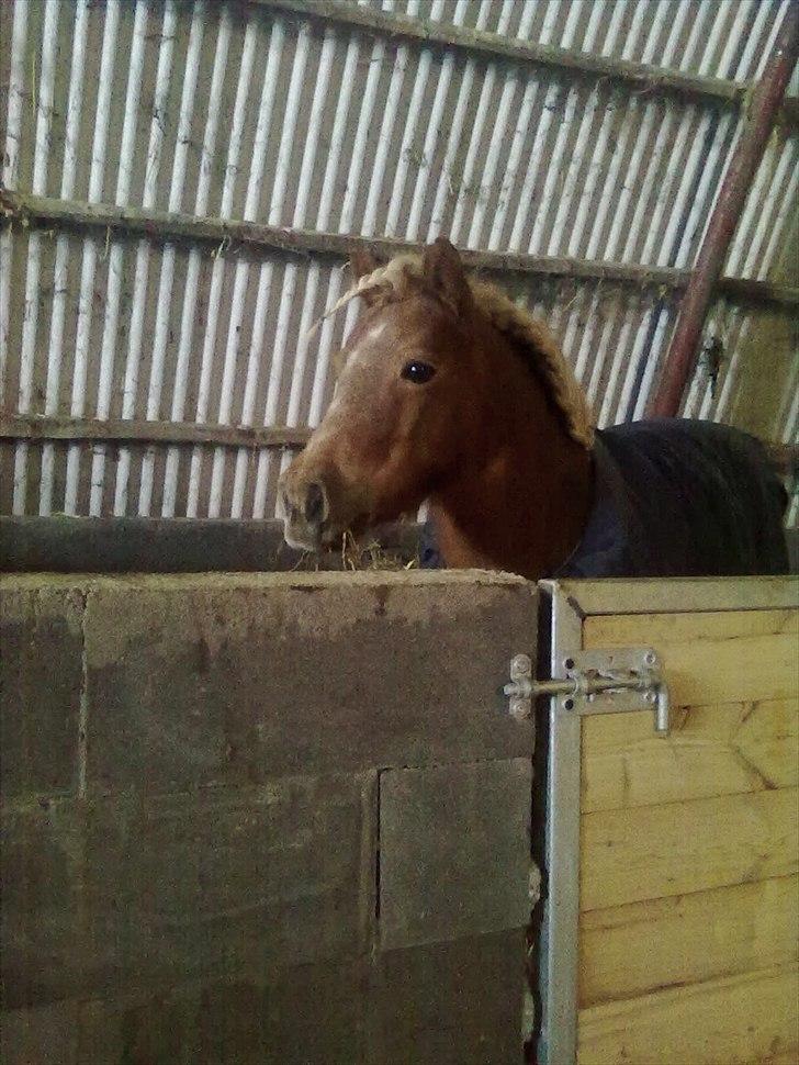 Shetlænder Præstegårdens Trille - Så køn <3 billede 4