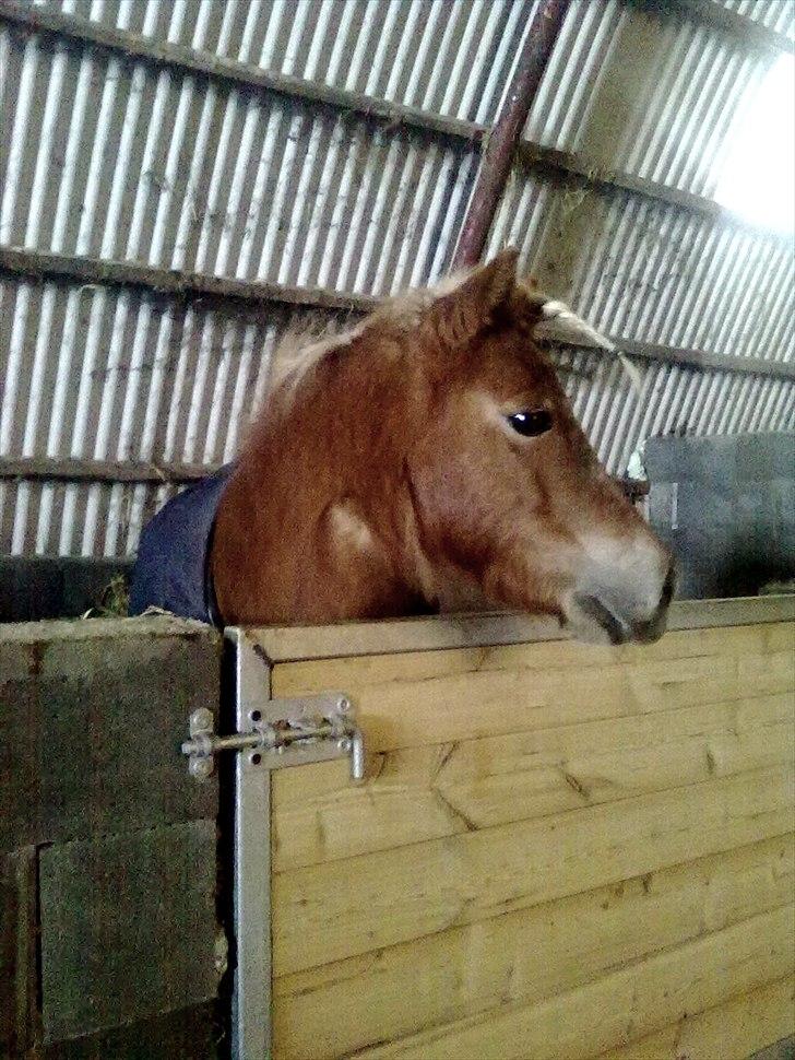 Shetlænder Præstegårdens Trille - Min lille pige <3 billede 7