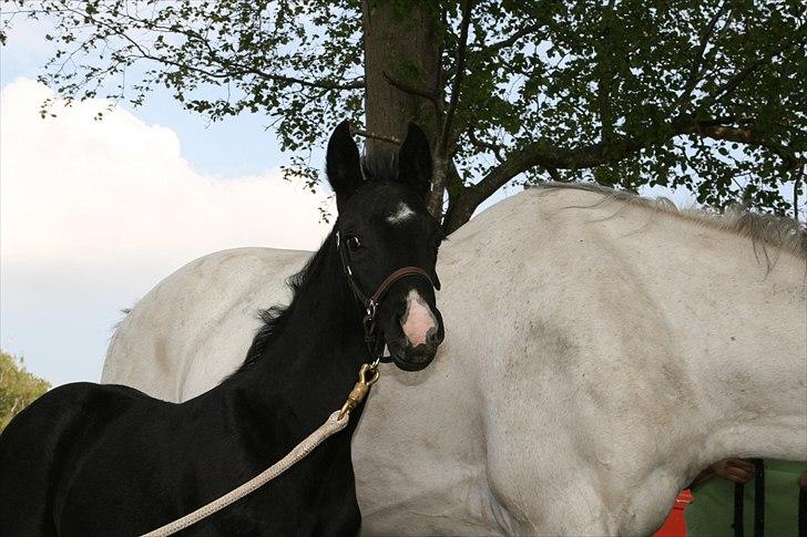 Dansk Varmblod Sir Connor (Bønne) - 1 måned gammel. billede 12