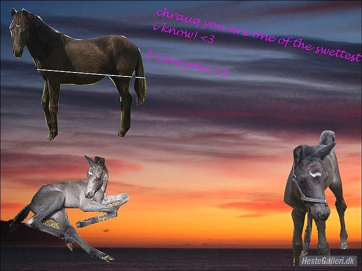 Anden særlig race chrauq *solgt* billede 7