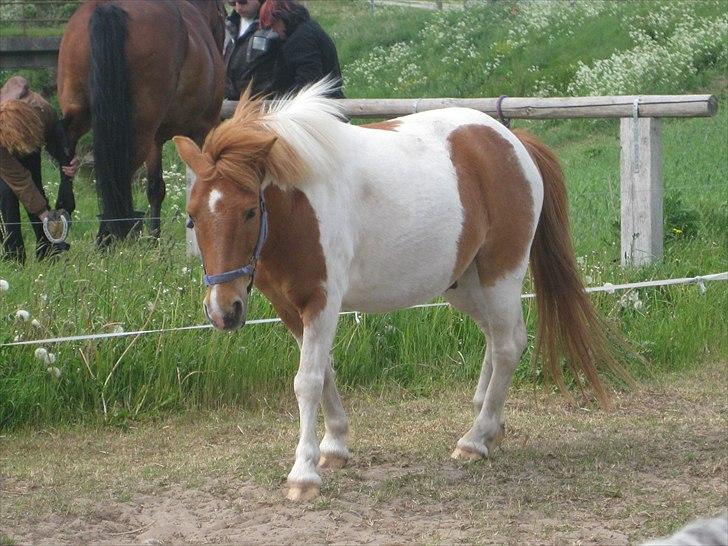 Anden særlig race Mexen - På folden  billede 8