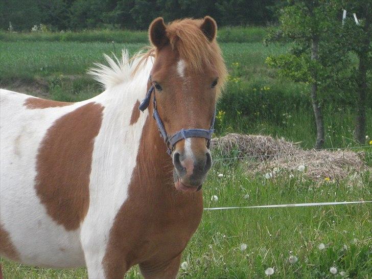Anden særlig race Mexen - Chamer ;9 billede 9