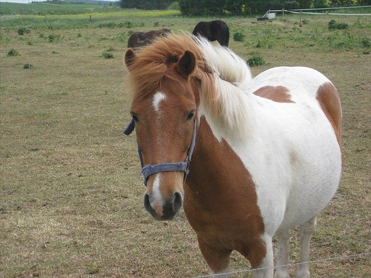 Anden særlig race Mexen - Flotte fyr :9 billede 10