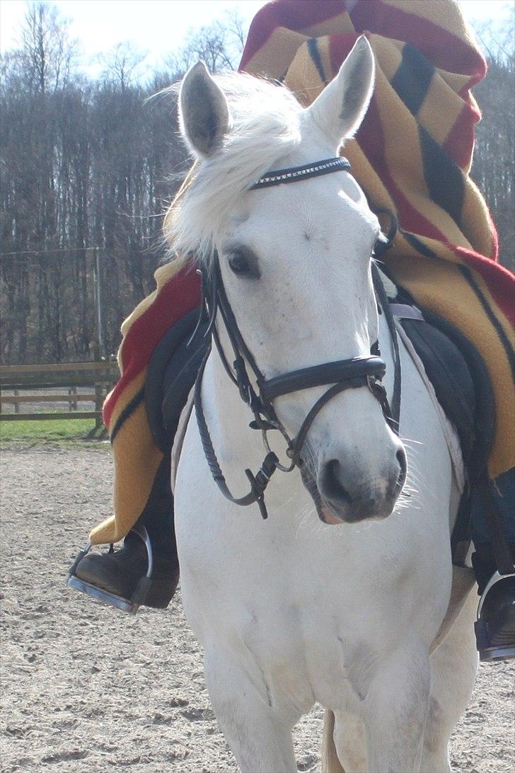 Anden særlig race Tybjerggaards Sully<3 - Sully den dejligste billede 16