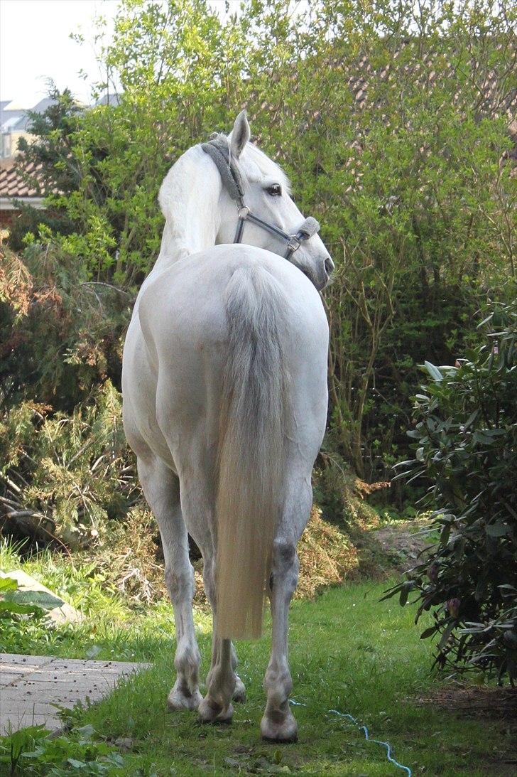 Anden særlig race Tybjerggaards Sully<3 - Sully i Karos forhave, han kigger lidt efter os andre og Aida som er i baghaven (billedet er taget af FkA-foto/Karo) billede 17