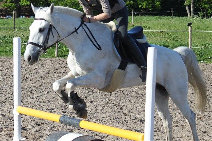 Anden særlig race Tybjerggaards Sully<3 - Springning 2010 (billedet er taget af FkA-foto/Karo) billede 18