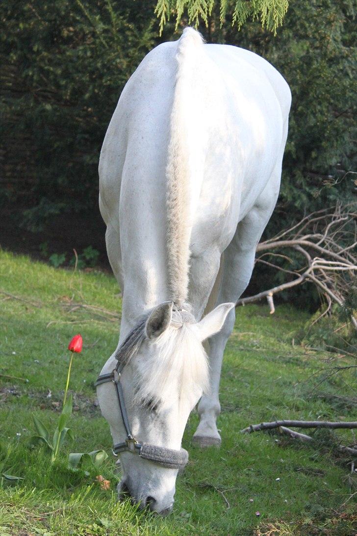 Anden særlig race Tybjerggaards Sully<3 - Sully i Karos have (billedet er taget af FkA-foto/Karo) billede 19