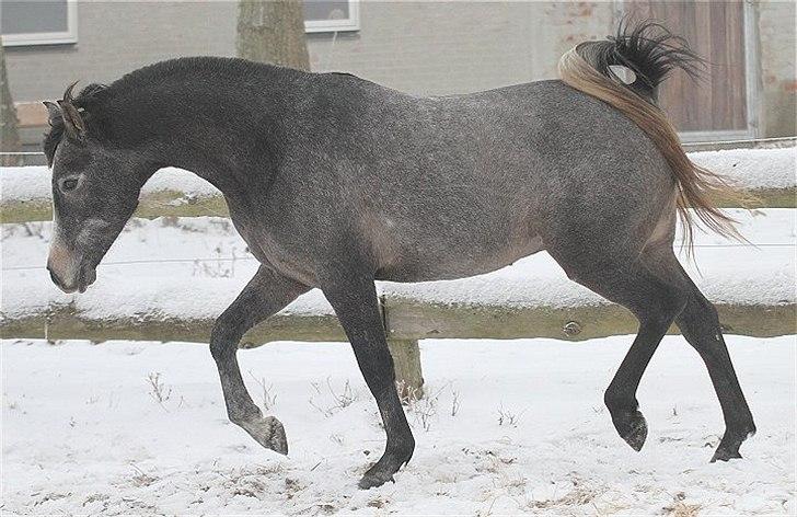 Arabisk fuldblod (OX) Balate - SOLGT  billede 9