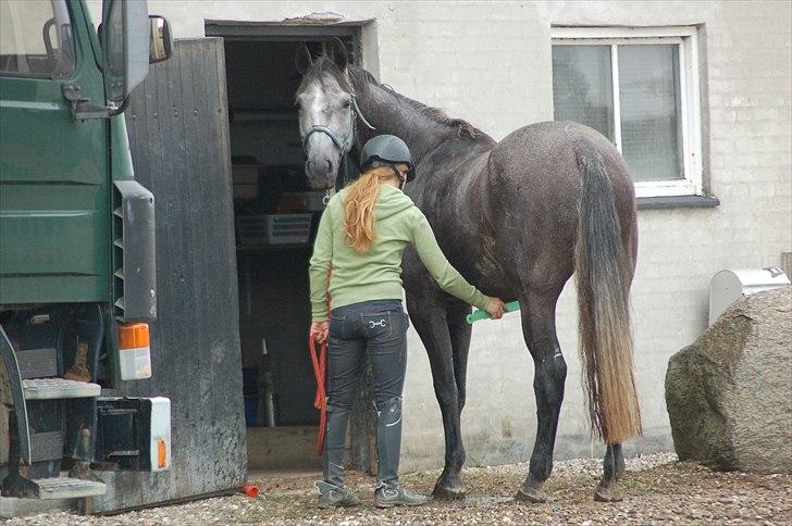 Dansk Varmblod Rådbjerg's Corra - Sommerbad 2010 billede 4