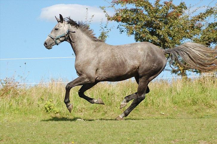 Dansk Varmblod Rådbjerg's Corra - Foldræs 2010 billede 10