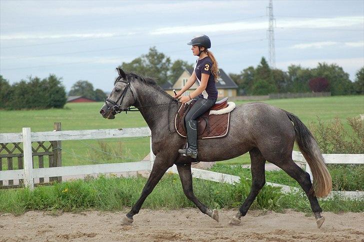 Dansk Varmblod Rådbjerg's Corra - Sommer 2010 under tilridning billede 11
