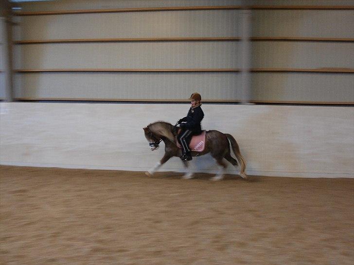 Welsh Partbred (Sec F) Finessa - finessa i galop billede 10