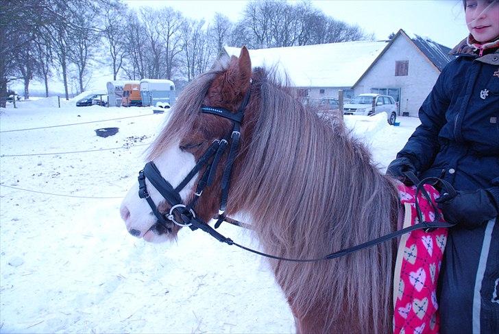 Welsh Partbred (Sec F) Finessa - finessa er træt efter træning billede 11