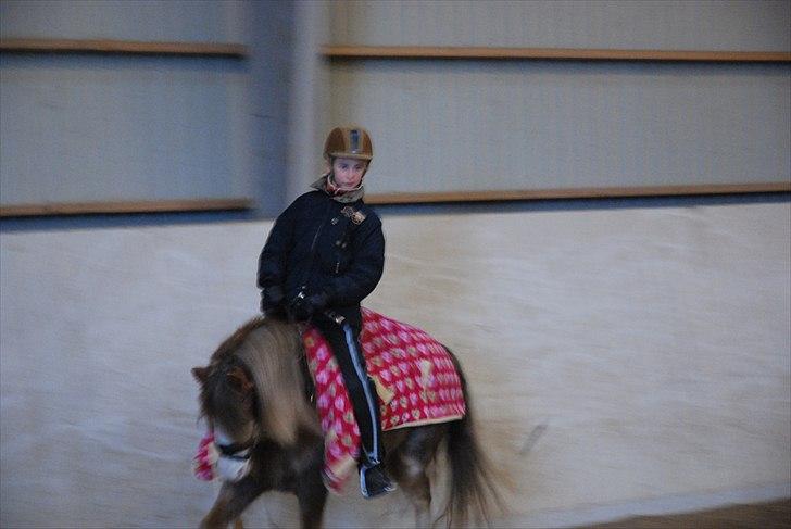 Welsh Partbred (Sec F) Finessa - finessa på hjemme bane billede 12