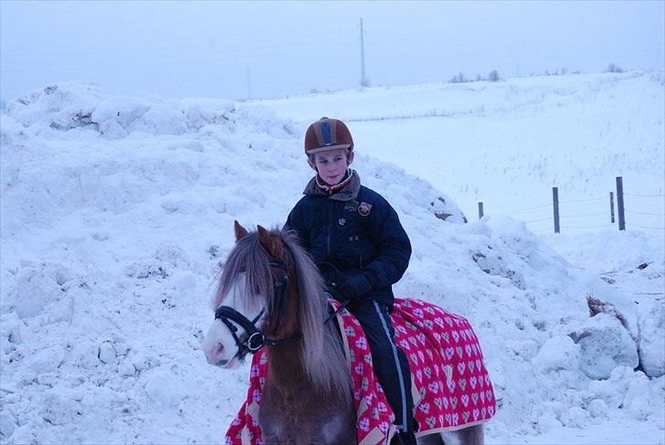 Welsh Partbred (Sec F) Finessa - finessa ude i sneen venter 2010 billede 13