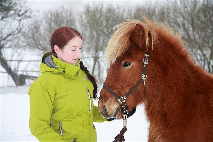 Islænder Sindri fra Teigar - Nytår 2010 billede 11