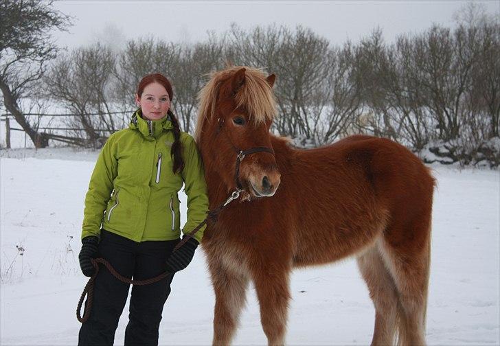 Islænder Sindri fra Teigar - Nytår 2010 billede 12