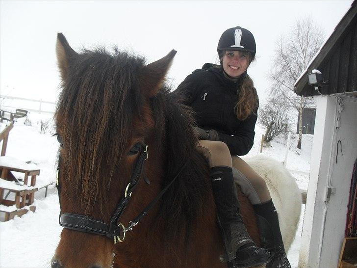 Islænder Fjörgull fra freersvang - Vinter 2010
-Må IKKE kopieres- billede 15