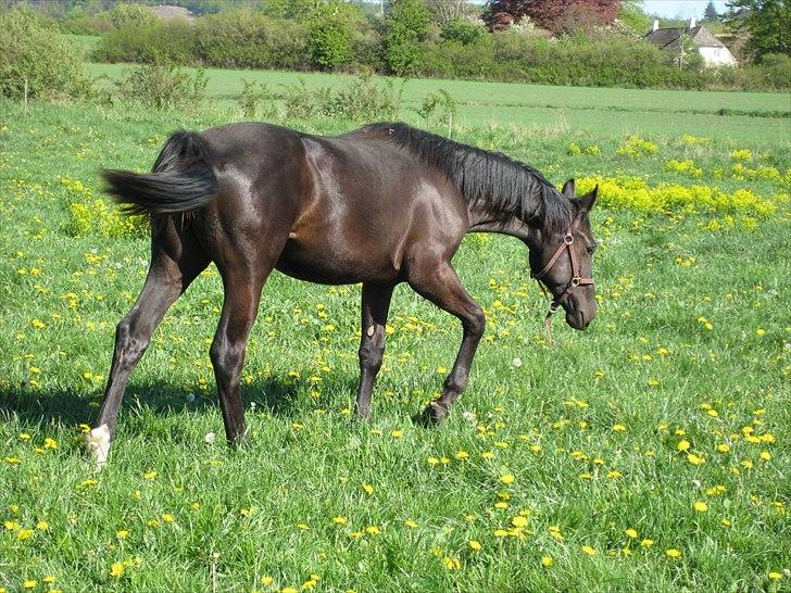 Dansk Varmblod Pariano *RIP* - Pariano som plag billede 10