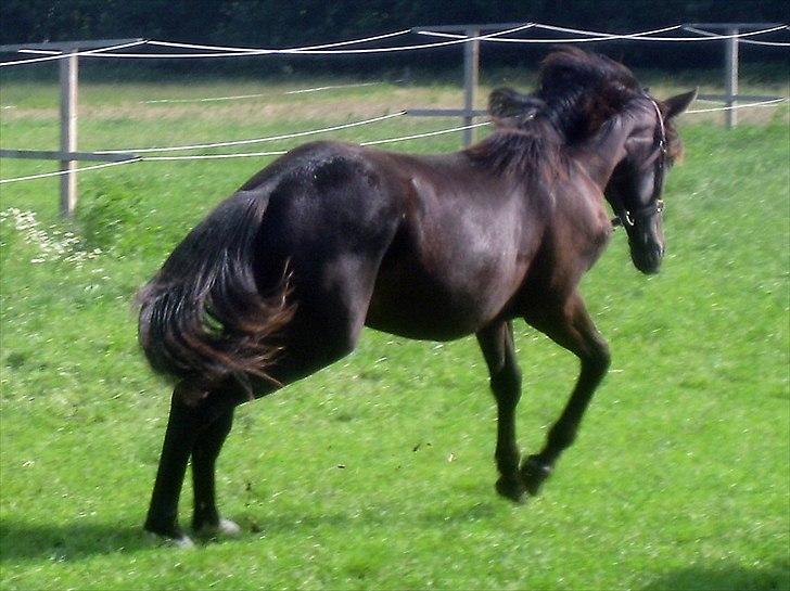 Dansk Varmblod Pariano *RIP* - Pariano i leg. billede 11