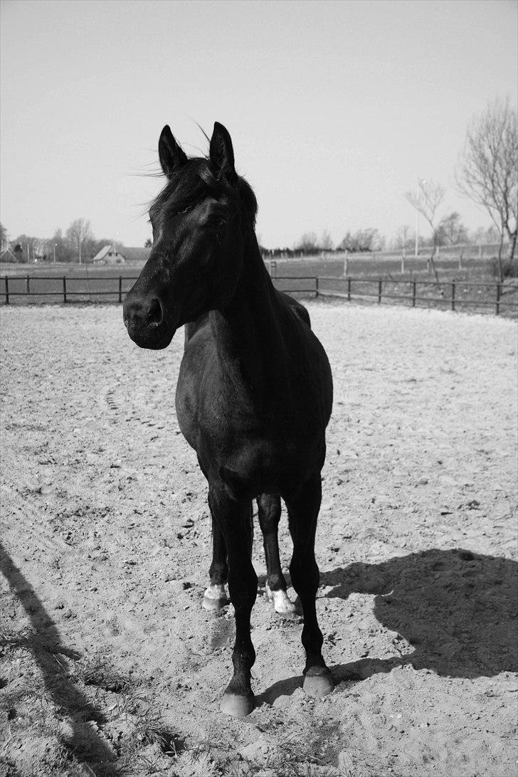 Dansk Varmblod Pariano *RIP* - Pariano 2½ år billede 12