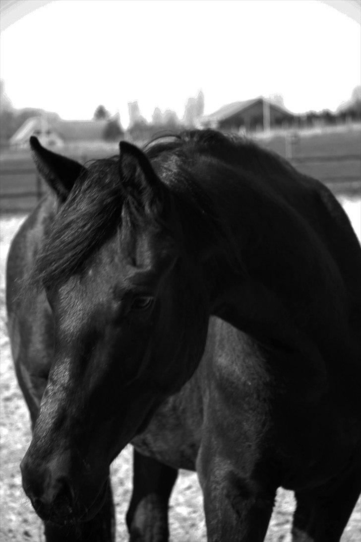 Dansk Varmblod Pariano *RIP* - Pariano 2½ år billede 13