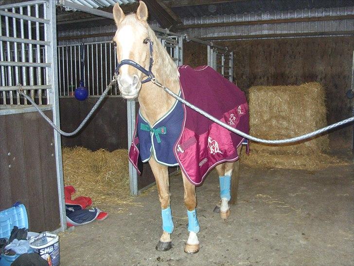 Palomino | Sandgravgård's Kashmir - R.I.P - På staldgangen 30 december.  Holder allerede rigtig meget af dig :´) <3 billede 14