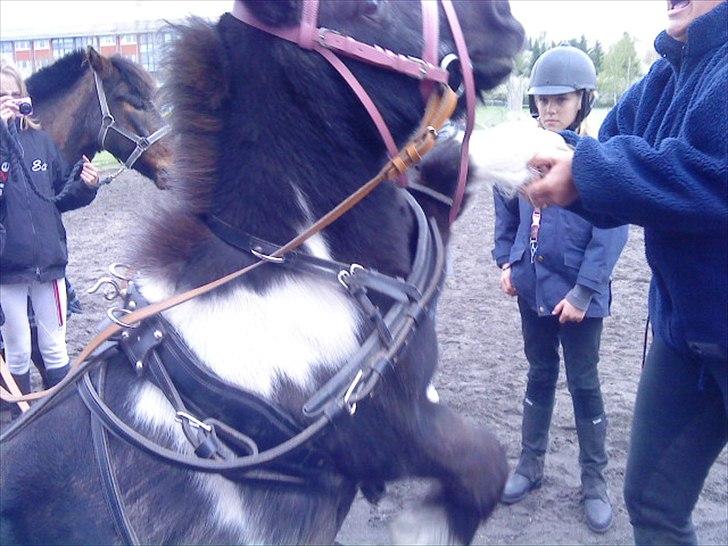 Shetlænder Trunte billede 11