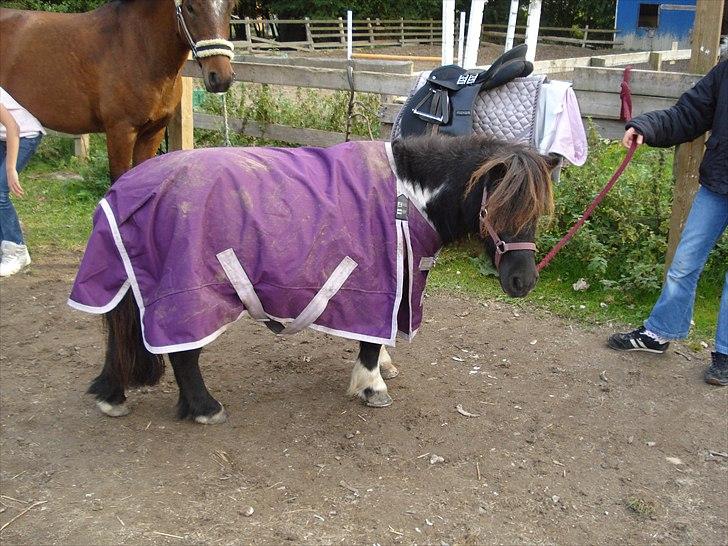 Shetlænder Trunte billede 12