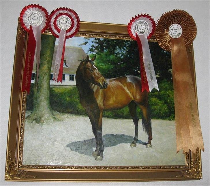 Dansk Varmblod Pretty Tacoma - tacoma og hende og hendes afkoms skue/kårings rosetter :) billede 1