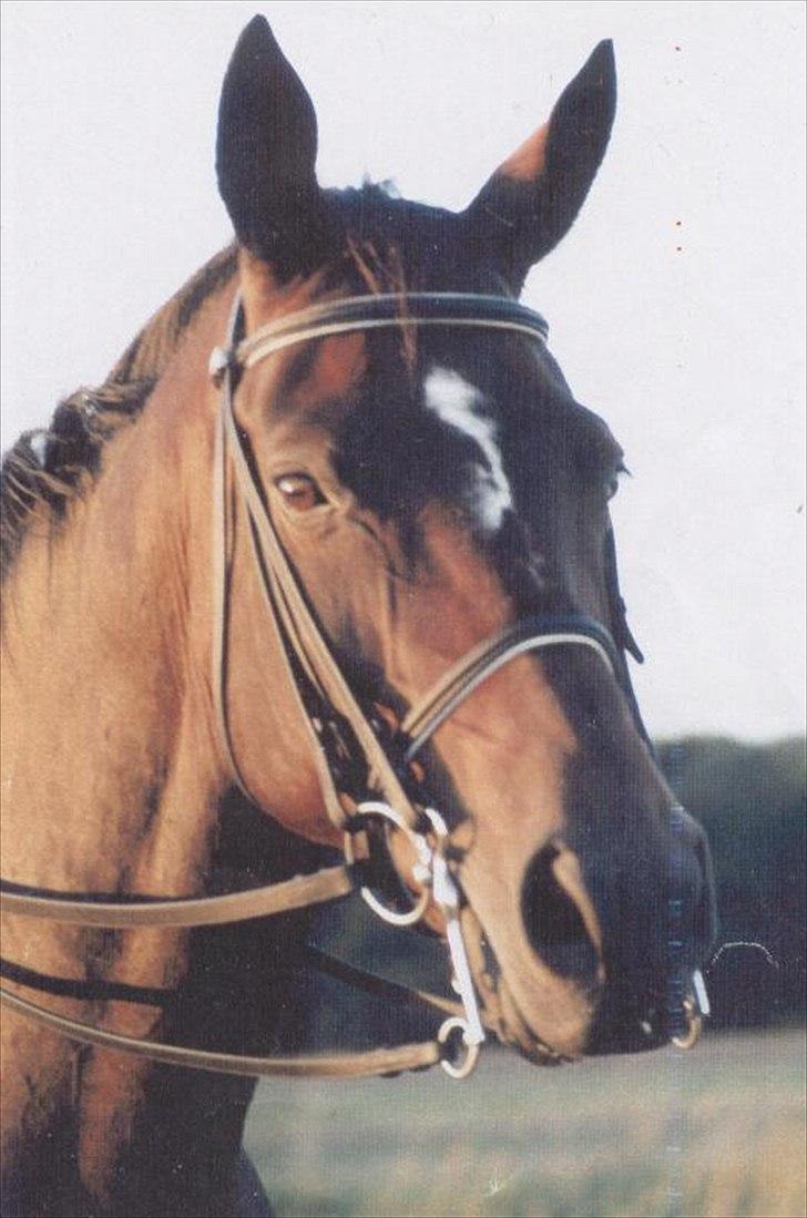 Dansk Varmblod Pretty Tacoma - Med servo styring billede 2