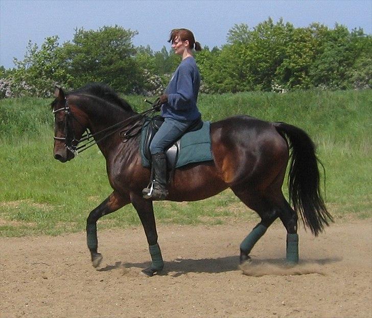 Dansk Varmblod Pretty Tacoma - Træning billede 3