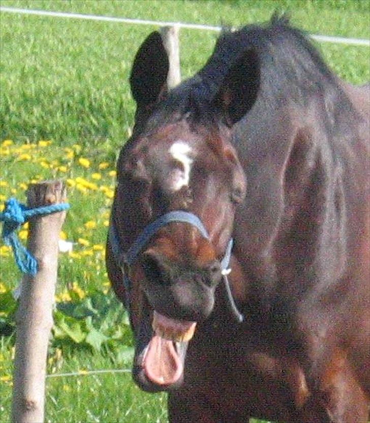 Dansk Varmblod Pretty Tacoma - Det er hårdt at være stævne hest billede 4