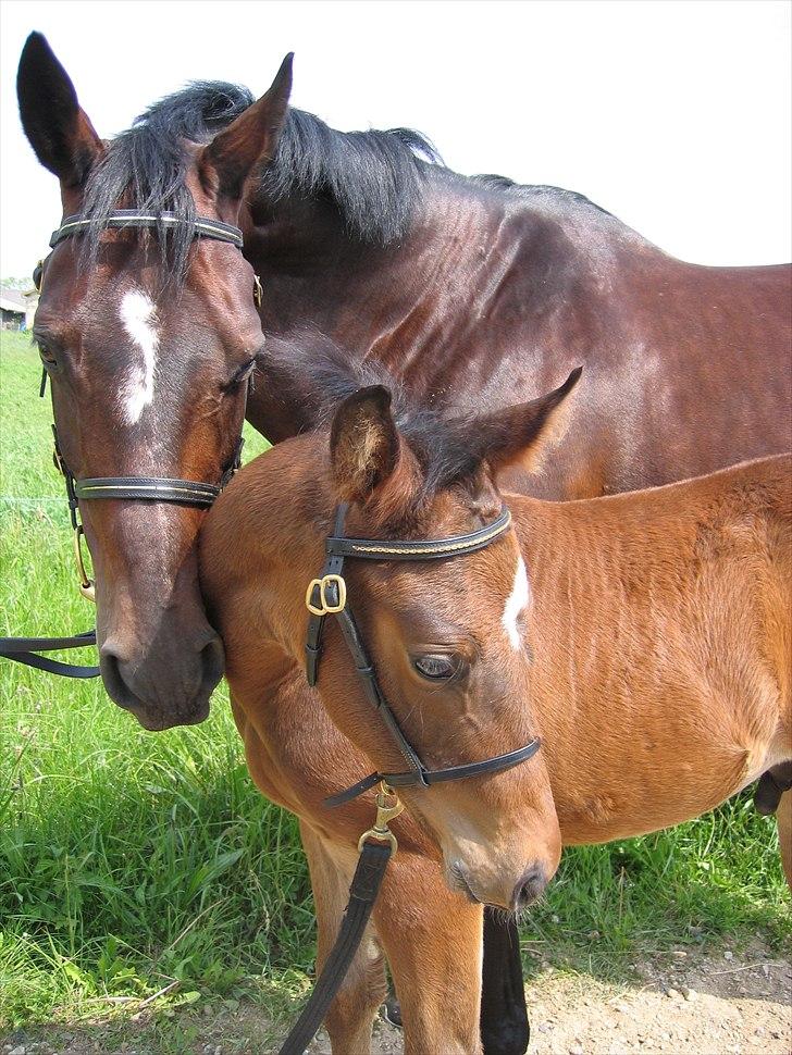 Dansk Varmblod Pretty Tacoma - Hun er en rigtig god mor - her med Cavato billede 5