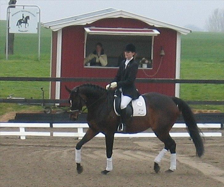 Dansk Varmblod Pretty Tacoma - Stævne i Riisgaard, Haderslev billede 6