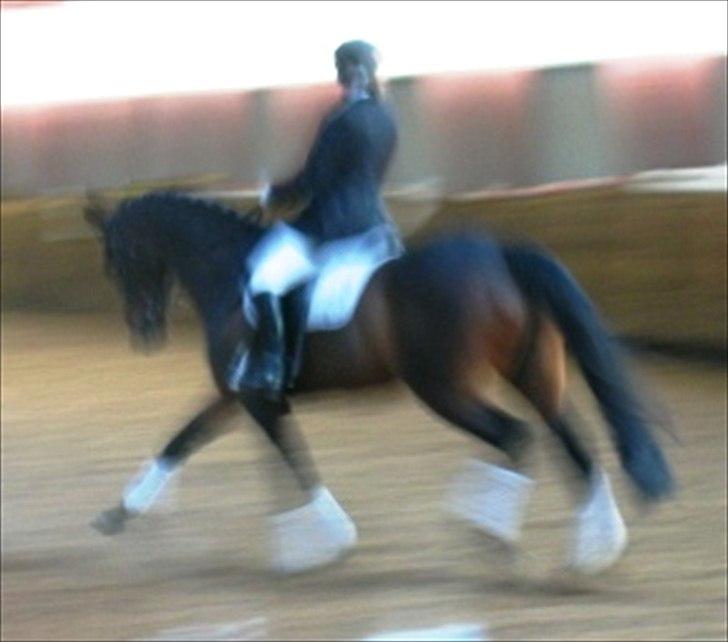 Dansk Varmblod Pretty Tacoma - Stævne i SVKR billede 8