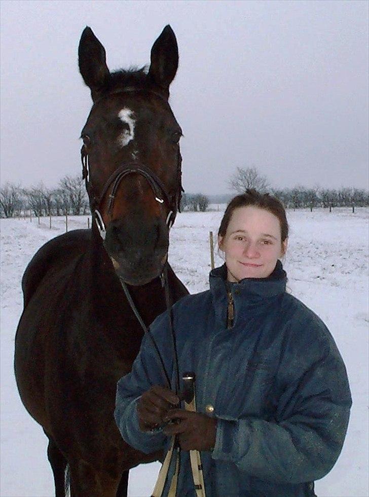 Dansk Varmblod Pretty Tacoma - Vinter stemning billede 9