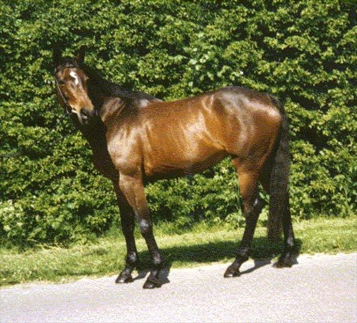 Dansk Varmblod Pretty Tacoma - 5 års dame her billede 10