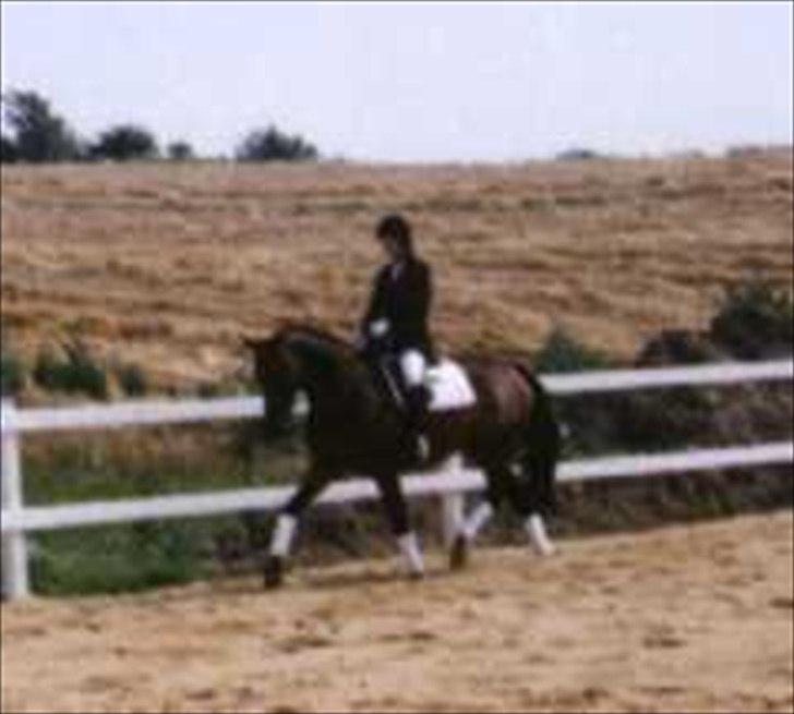 Dansk Varmblod Pretty Tacoma - Indvigelses stævne  billede 11