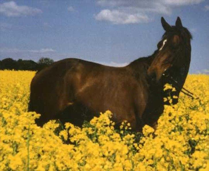 Dansk Varmblod Pretty Tacoma - 4 års dame i raps billede 12