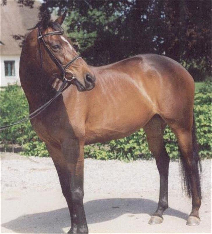 Dansk Varmblod Pretty Tacoma - Foto jeg har fået lavet som maleri billede 14