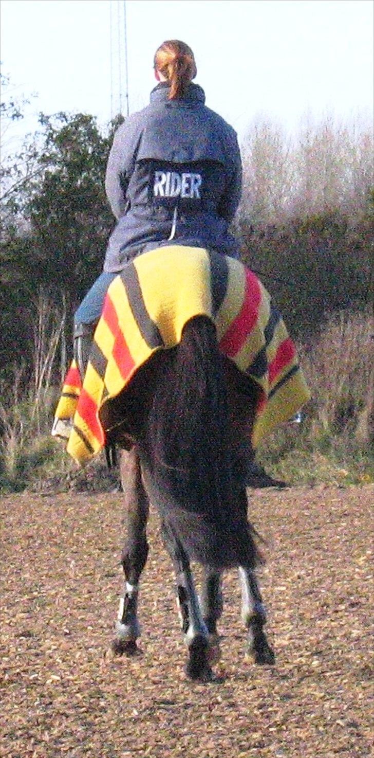 Dansk Varmblod Pretty Tacoma - Træning skal der til billede 15
