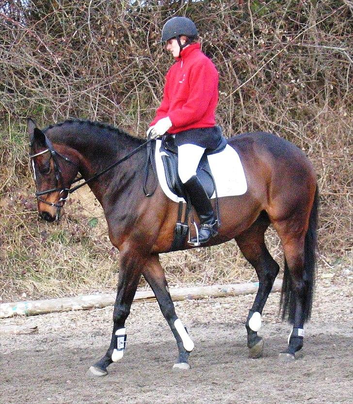 Dansk Varmblod Pretty Tacoma - Stævne i SVKR - bagpartsvending billede 16
