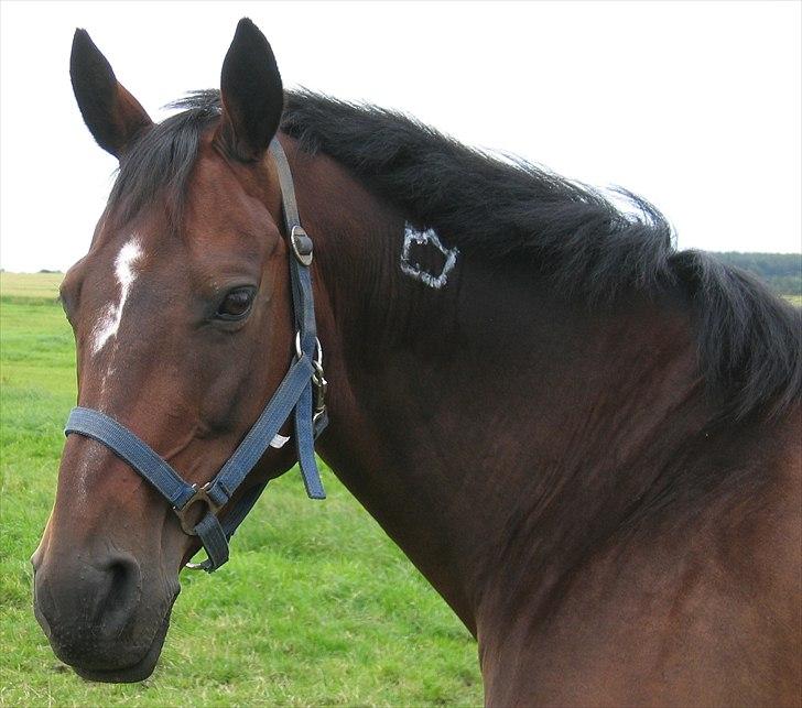 Dansk Varmblod Pretty Tacoma - Dagen efter hoppe kåring billede 17