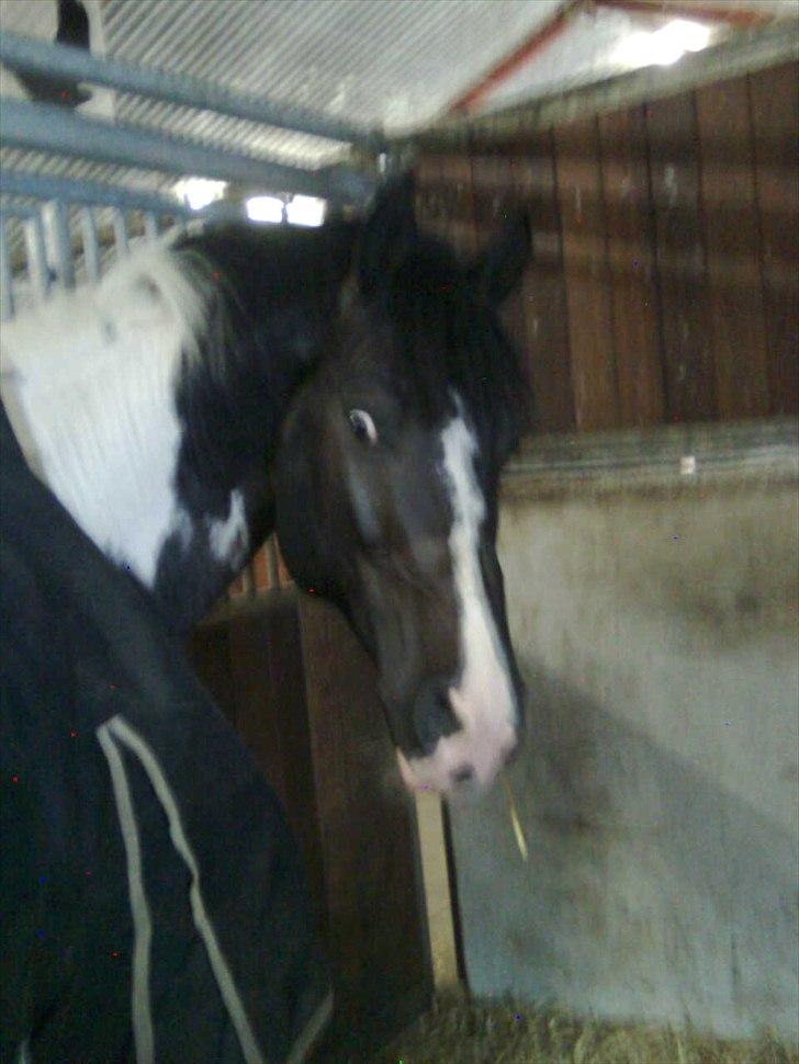 Pinto Mazzaratti billede 8