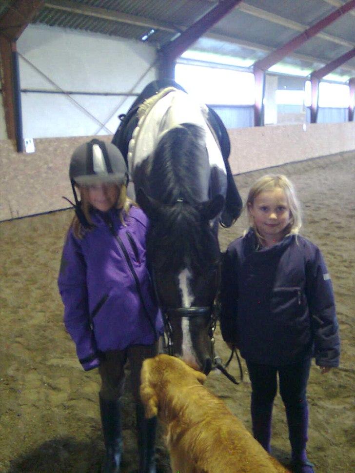 Pinto Mazzaratti billede 9