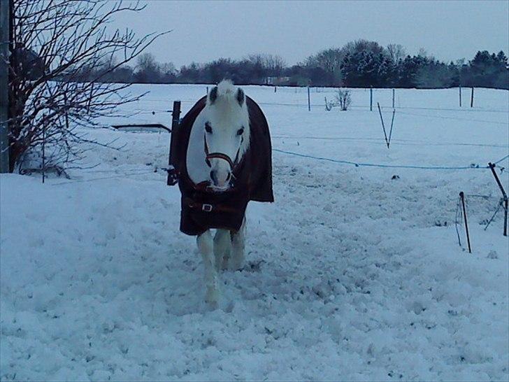 Welsh Pony (sec B) Blondie (rosa) - hun kommer altid hen til en når man skal hente hestene fra fold<3 billede 13